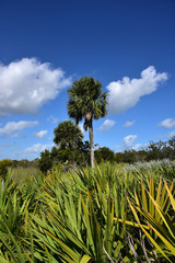 Obraz premium Healthy sabal palm trees, the state tree of Florida and South Carolina.