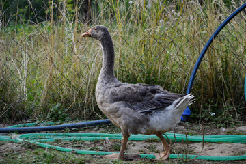 Domestic geese / goose family graze on traditional village barnyard. Gander feed on rural farm yard
