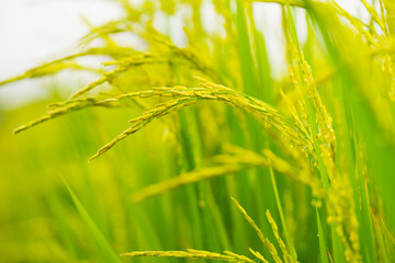 ripening grain in field