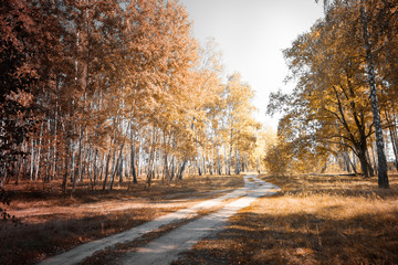 birch grove autumn times