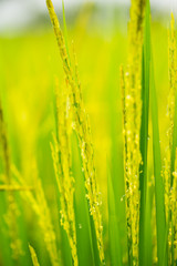 ripening grain in field