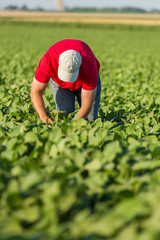 Farmer spraying soybean plants