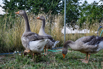 Domestic geese / goose family graze on traditional village barnyard. Gander feed on rural farm yard