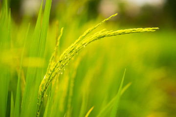 ripening grain in field