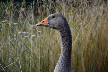 Domestic geese / goose family graze on traditional village barnyard. Gander feed on rural farm yard