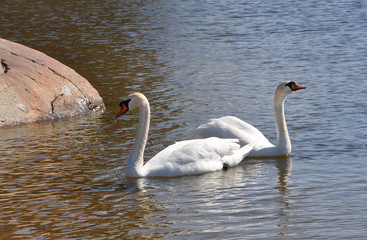 Two white swans swimming in water, drinking water on a sunny spring day in April, Stockholm, Sweden.