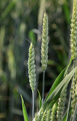 Epi dans le champs de blé.
