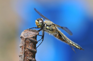 libellule