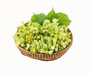 Fresh Cowslip flowers