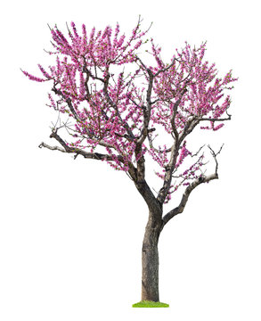 pink sacura tree