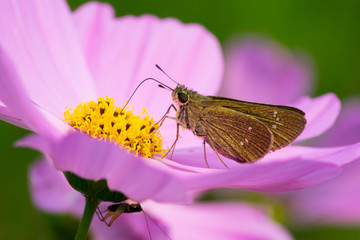 moth on daisy