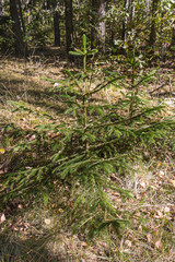 Two green fir trees in the forest