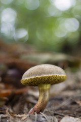 Mushroom photographed on the floor of a forest of chestnut trees.