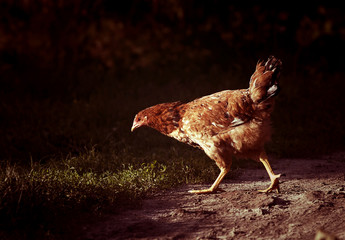 Chicken walking