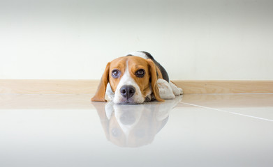 Portrait cute beagle puppy dog
