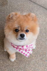 pomeranian puppy dog grooming with short hair, cute pet smiling