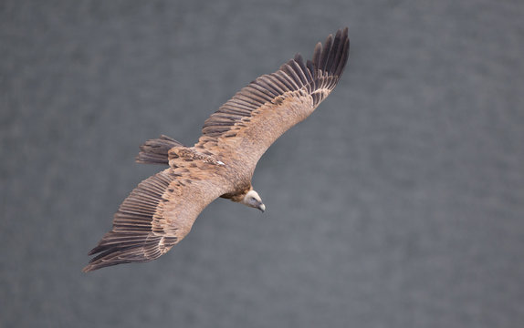 Griffon vulture flying