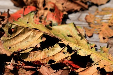 dries leaves