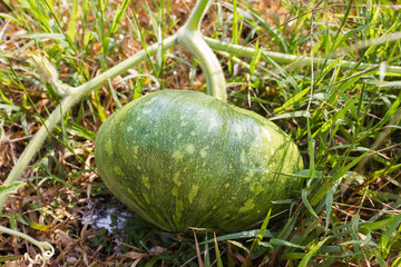pumpkin fruit tree