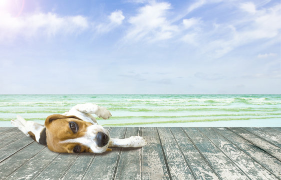 Beagle Dog  Relaxing On The Beach