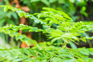 green leaves