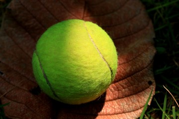 tennis ball with dry leaves