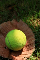 tennis ball with dry leaves