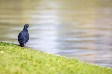 Pigeon bird near water at lake or pond.