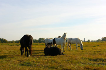 Horses in the field