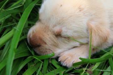 Labrador puppy