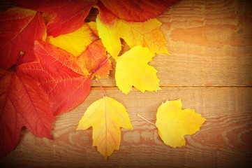  autumn leaves