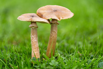 Armillaria Fungus -  Honey Fungus 