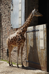 Giraffe looking over stable door showing approximate height