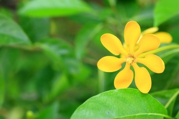 Fototapeta premium yellow flowers