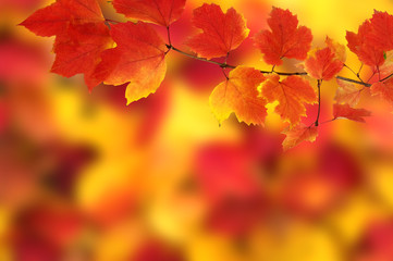 Plakat autumn leaves background