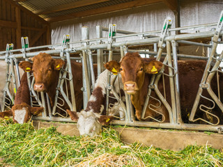 K&uuml;he fressen Frischfutter