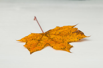 single fall leaf on white painted wood board