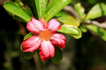 Impala lily adenium - pink flowers