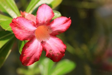 Fototapeta premium Impala lily adenium - pink flowers