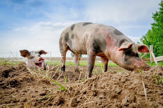 Bunte Bentheimer am w&uuml;hlen und suhlen