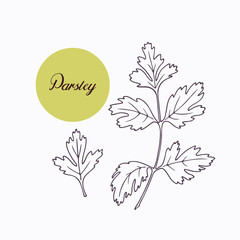 Hand drawn parsley branch with leves isolated on white - 94158191