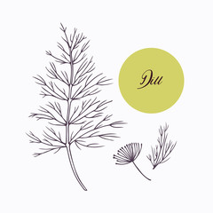 Hand drawn dill branch with leves isolated on white - 94158197