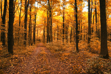 autumn trees