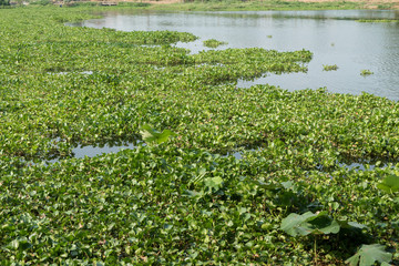 water hyacinth in the river, eichhornia crassipes