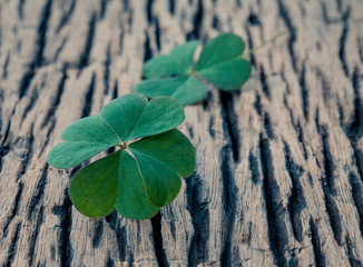Closeup clovers leaves  setup on wooden background.
