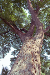 tree branch of green leaves on a big tree, nature background