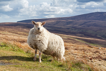Naklejka premium Strong and tough sheep standing in the landscape of Ireland
