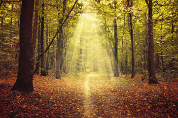 Obraz premium autumn trees