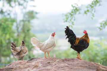 Group of  bantam chickens