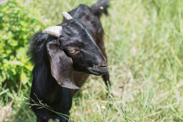 Black goat